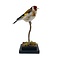Opgezette putter - wildkleur