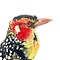 Opgezette vuurkopbaardvogel