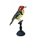 Opgezette vuurkopbaardvogel