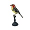 Opgezette vuurkopbaardvogel