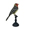 Opgezette vuurkopbaardvogel