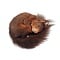 Mounted red squirrel