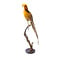 Mounted yellow golden pheasant
