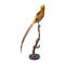 Mounted yellow golden pheasant