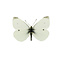 Pieris rapea - klein koolwitje