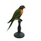 Mounted Coconut lorikeet