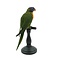 Mounted Coconut lorikeet