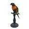 Mounted Coconut lorikeet