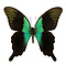 Papilio peranthus unpräpariert