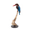 Mounted white-throated kingfisher