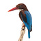 Mounted white-throated kingfisher