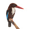 Mounted white-throated kingfisher