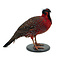 Präparierte Tragopan