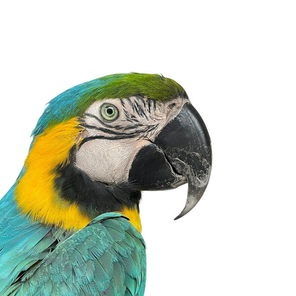 Mounted blue-and-yellow Macaw