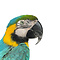 Mounted blue-and-yellow Macaw