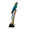 Mounted blue-and-yellow Macaw