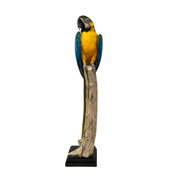 Mounted blue-and-yellow Macaw