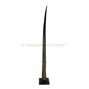 Oryxhorn auf Standard