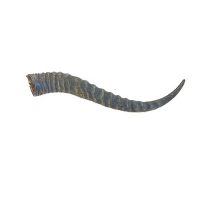 Springbock-Horn