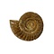 Ammonite  L