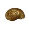 Ammonite  L