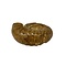 Ammonite  L