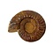 Ammonite  L