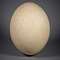 olifantsvogel ei (Aepyornis maximus)