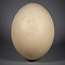 olifantsvogel ei (Aepyornis maximus)
