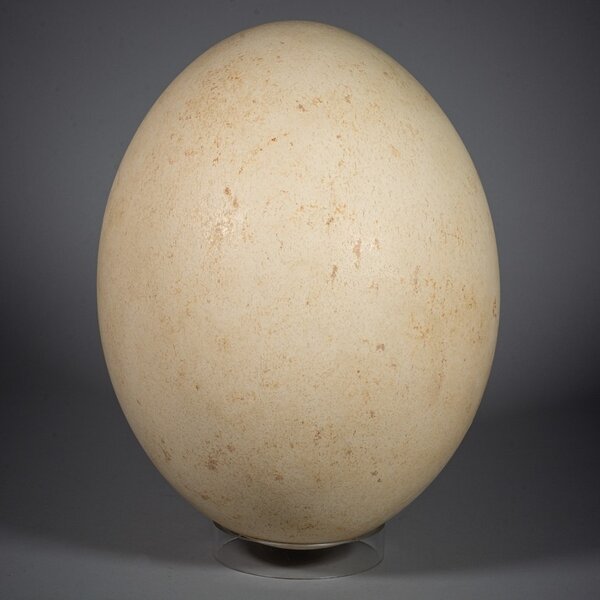 olifantsvogel ei (Aepyornis maximus)