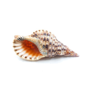 Tritonshorn