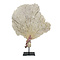 Sea fan on pedestal (B)