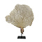 Sea fan on pedestal (B)