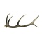 Deer antler rod (B)