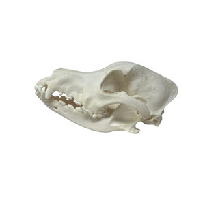Boomer Dog Skull