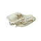 Boomer Dog Skull