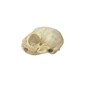 Schädel Katze