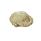Kitten Cat Skull