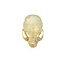 Kitten Cat Skull