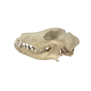 Schedel Whippet Hond