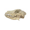 Schedel Whippet Hond