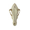 Schedel Whippet Hond