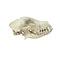 Schedel Whippet Hond