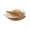 Melo diadema Gross
