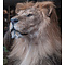 Mounted Lion