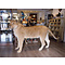 Mounted lioness