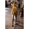 Mounted lioness