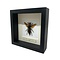 Asian giant hornet Queen in 16 x 16 frame