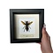 Asian giant hornet Queen in 16 x 16 frame