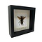Asian giant hornet Queen in 16 x 16 frame
